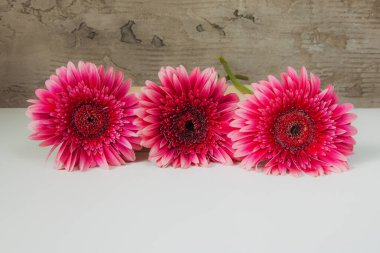 Beyaz arka planda kırmızı gerbera çiçeği, gri beton arka plan.,    .