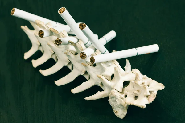 Quit Smoking. Close up cigarette on the skeleton of a dog's spine. Stop Smoking Cigarette Concept.