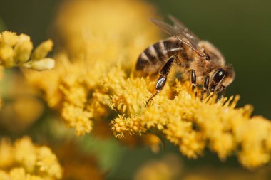 Bir bal arısı sarı bir kelebek çiçeğinin üzerinde polen toplar..