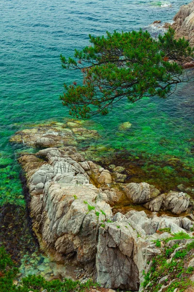 Kozalaklı bir ağacın yeşil dalına sahip kaya ve deniz, deniz taşlı kıyı şeridi telyakovsky Bay Primorsky Krai Rusya.