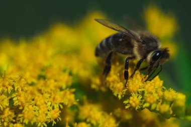 Bir bal arısı sarı bir kelebek çiçeğinin üzerinde polen toplar..