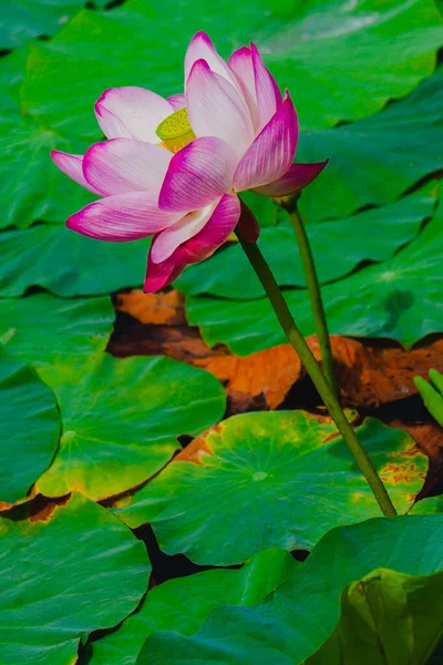 Roze Waterlelie Lotusbloem Zomervijver Rusland — Stockfoto