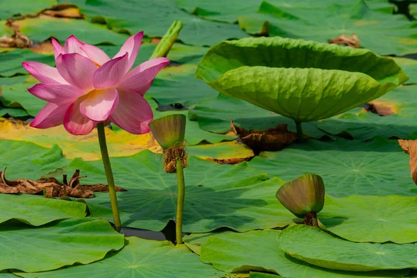 夏の池にピンクの睡蓮や蓮の花 ロシア — ストック写真