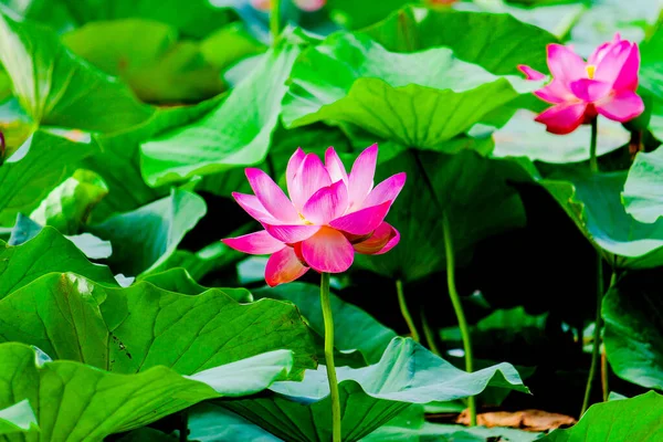 夏の池にピンクの睡蓮や蓮の花 ロシア — ストック写真