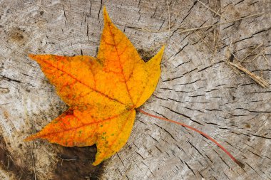 Sonbahar sarı-yeşil yaprak bir ağaç kütüğünün üzerinde yatıyor.