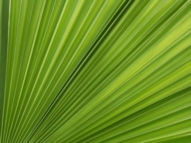 Aktarılan ışık ile yakın plan palmiye yapraklarının soyut arkaplanı