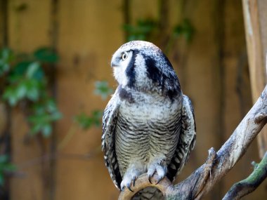 Baykuş yakın plan, esaret altında. Tahta arka plan.