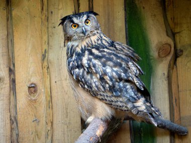 Avrasya kartal baykuşu (Bubo bubo)