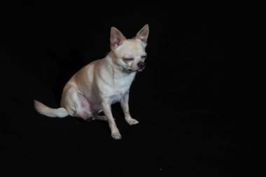 Siyah arka planda küçük köpek Chihuahua. Yakın plan..