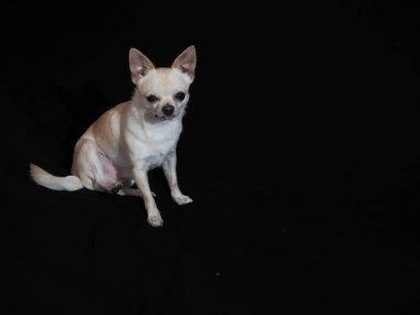 Siyah arka planda küçük köpek Chihuahua. Yakın plan..