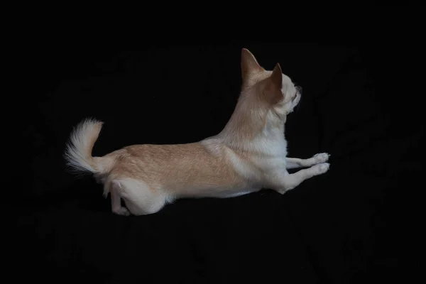 Piccolo Cane Chihuahua Sfondo Nero Primo Piano — Foto Stock