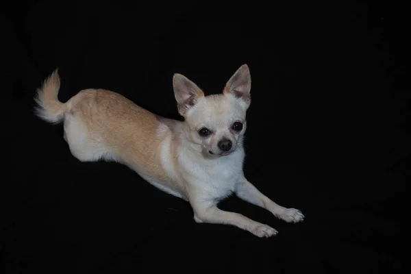 Pequeño Perro Chihuahua Sobre Fondo Negro Primer Plano — Foto de Stock