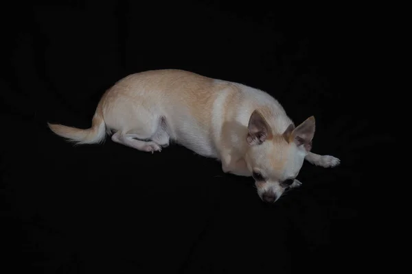 Mały Pies Chihuahua Czarnym Tle Zbliżenie — Zdjęcie stockowe