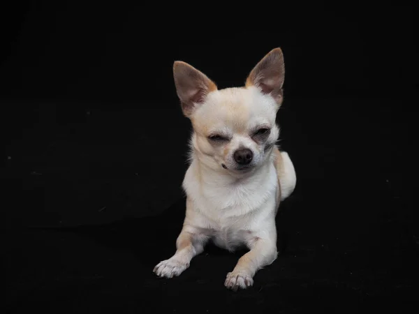 Kis Kutya Chihuahua Fekete Háttérrel Közelkép — Stock Fotó