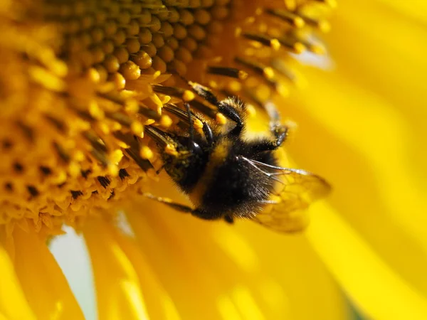 Bumblebee works on a sunflower flower. The center of the flower and the petals are visible. Yellow gilded mood.