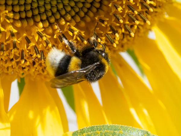 Bumblebee works on a sunflower flower. The center of the flower and the petals are visible. Yellow gilded mood.
