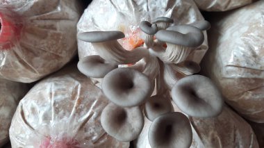 Çıtır pembe, sarı ve gri Orinki mantarları, yumuşak doku, lezzetli pişirme (bu tür yapraklı mantar, her gün sulandığında, çiçek açan mantarlar lezzetli sağlıklı pişirme için kullanılabilir).