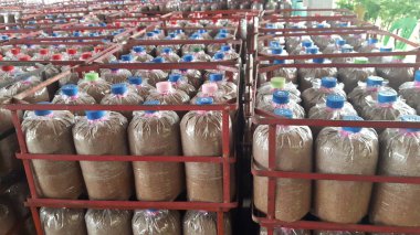 Çıtır pembe, sarı ve gri Orinki mantarları, yumuşak doku, lezzetli pişirme (bu tür yapraklı mantar, her gün sulandığında, çiçek açan mantarlar lezzetli sağlıklı pişirme için kullanılabilir).