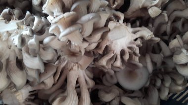 Çıtır pembe, sarı ve gri Orinki mantarları, yumuşak doku, lezzetli pişirme (bu tür yapraklı mantar, her gün sulandığında, çiçek açan mantarlar lezzetli sağlıklı pişirme için kullanılabilir).