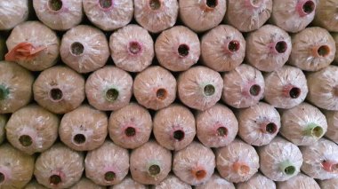 Çıtır pembe, sarı ve gri Orinki mantarları, yumuşak doku, lezzetli pişirme (bu tür yapraklı mantar, her gün sulandığında, çiçek açan mantarlar lezzetli sağlıklı pişirme için kullanılabilir).