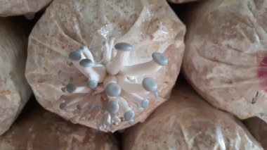 Çıtır pembe, sarı ve gri Orinki mantarları, yumuşak doku, lezzetli pişirme (bu tür yapraklı mantar, her gün sulandığında, çiçek açan mantarlar lezzetli sağlıklı pişirme için kullanılabilir).