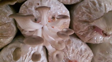 Çıtır pembe, sarı ve gri Orinki mantarları, yumuşak doku, lezzetli pişirme (bu tür yapraklı mantar, her gün sulandığında, çiçek açan mantarlar lezzetli sağlıklı pişirme için kullanılabilir).