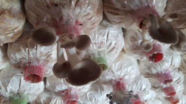 Çıtır pembe, sarı ve gri Orinki mantarları, yumuşak doku, lezzetli pişirme (bu tür yapraklı mantar, her gün sulandığında, çiçek açan mantarlar lezzetli sağlıklı pişirme için kullanılabilir).