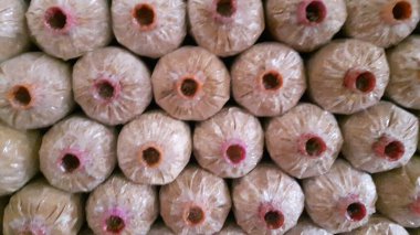 Çıtır pembe, sarı ve gri Orinki mantarları, yumuşak doku, lezzetli pişirme (bu tür yapraklı mantar, her gün sulandığında, çiçek açan mantarlar lezzetli sağlıklı pişirme için kullanılabilir).