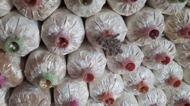 Çıtır pembe, sarı ve gri Orinki mantarları, yumuşak doku, lezzetli pişirme (bu tür yapraklı mantar, her gün sulandığında, çiçek açan mantarlar lezzetli sağlıklı pişirme için kullanılabilir).