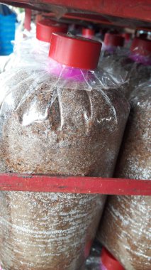 Çıtır pembe, sarı ve gri Orinki mantarları, yumuşak doku, lezzetli pişirme (bu tür yapraklı mantar, her gün sulandığında, çiçek açan mantarlar lezzetli sağlıklı pişirme için kullanılabilir).