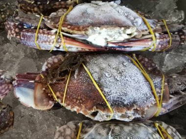 Taze yengeçler yakın buzda tutulur, yakın mesafede.