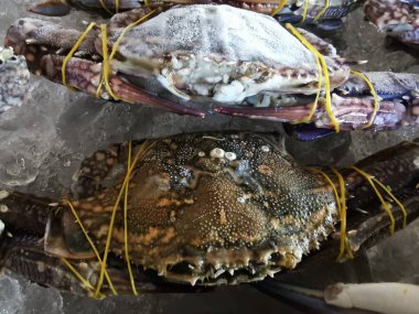 Taze yengeçler yakın buzda tutulur, yakın mesafede.