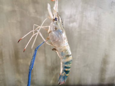 Donmuş deniz ürünleri karidesleri tazeliklerini korumak için taze, lezzetli, et açısından zengin ve insanlar yemeyi seviyor..