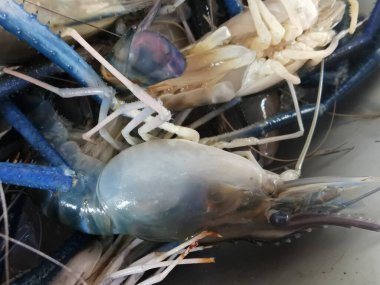 Donmuş deniz ürünleri karidesleri tazeliklerini korumak için taze, lezzetli, et açısından zengin ve insanlar yemeyi seviyor..