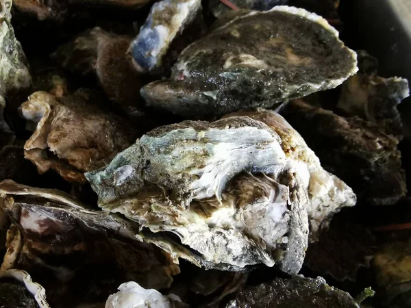Gefrorene Austern Sie Aus Nächster Nähe Frisch Halten Menschen Essen — Stockfoto
