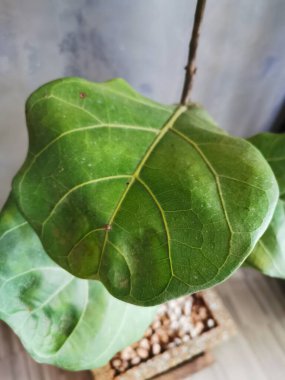 Yeşil bitki büyük yaprak çömlek beyaz duvar arka planı