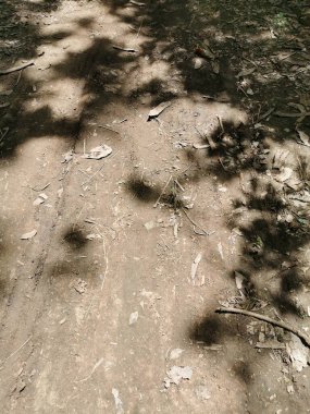 Güneşli bir günde yerdeki büyük ağacın gölgesi.