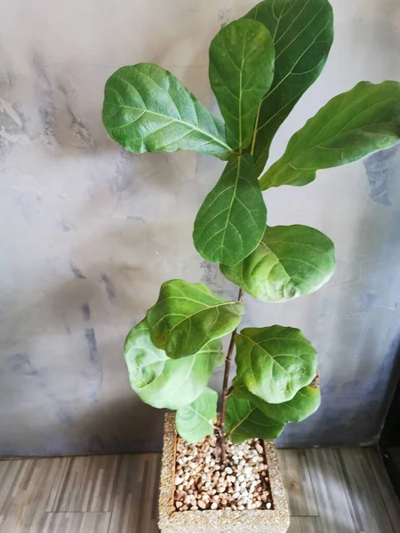 Groene Plant Groot Blad Pot Wit Beton Muur Achtergrond — Stockfoto