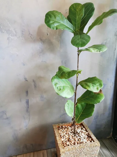 Planta Verde Hoja Grande Maceta Fondo Pared Hormigón Blanco —  Fotos de Stock