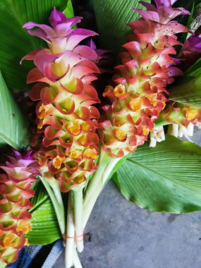 Karışık renk çiçekleri (Siyam çiçekleri veya Pathumma) kırmızı, beyaz, sarı, çok katmanlı taç yaprakları uzun bir bukette dizilmiş, çok güzel.