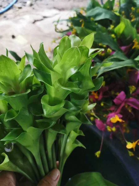 Siam Bloemen Pathumma Thaise Tulpen Zijn Groen Van Kleur Met — Stockfoto