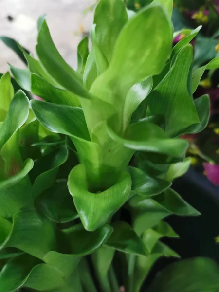 Квіти Сіамських Або Патумських Або Тайських Тюльпанів Мають Зелений Колір — стокове фото