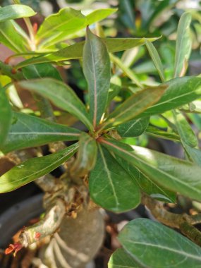 Tencerelere ekilmiş taze yeşil yapraklar Güneşte çok güzel büyür..