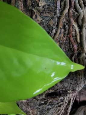 Tencerede yeşil bir yaprak bitkisi.