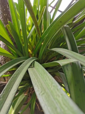 Uzun yapraklı yeşil süs bitkileri saksılarda yetişir..