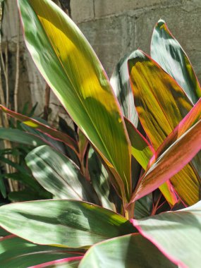 Büyük, uzun, yeşil yapraklar, kırmızı kenarlı, saksılarda yetişen..
