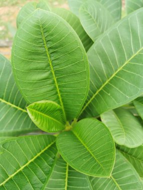Tencerelere ekilmiş taze yeşil yapraklar Güneşte çok güzel büyür..
