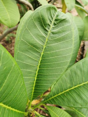 Tencerelere ekilmiş taze yeşil yapraklar Güneşte çok güzel büyür..