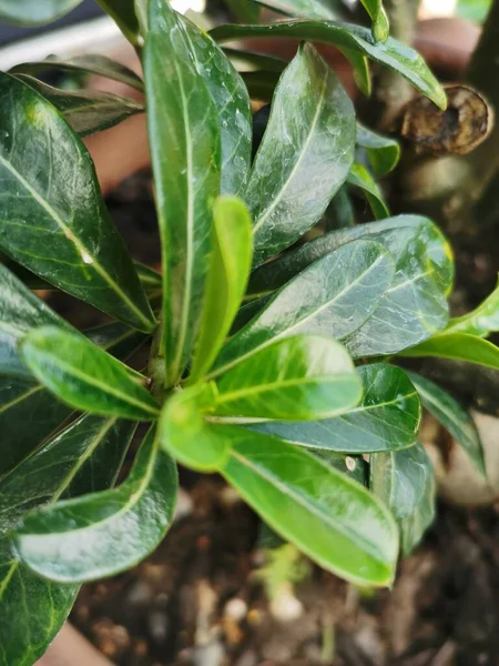 Hojas Verdes Frescas Plantadas Macetas Crece Maravillosamente Sol —  Fotos de Stock