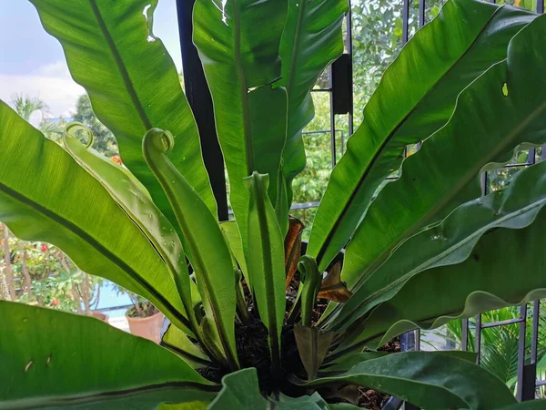 Hojas Verdes Frescas Plantadas Macetas Crece Maravillosamente Sol —  Fotos de Stock